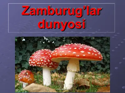 zamburug’lar dunyosi — PPT