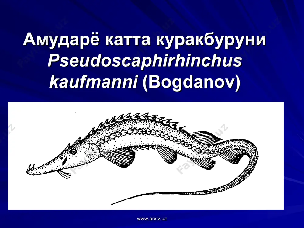 us capoeta steindachneri (kessler) varicorhinus capoeta steindachneri www.arxiv.uz www.arxiv.uz орол мўйлабдори barbus bracycephalus kessler barbus bracycephalus www.arxiv.uz www.arxiv.uz туркистон мўйлабдори barbus capito conocephalus kessler barbus capito conocephalus www.arxiv.uz www.arxiv.uz орол тиканаги sabanejewia aurata aralensis kessler sabanejewia aurata aralensis www.arxiv.uz www.arxiv.uz