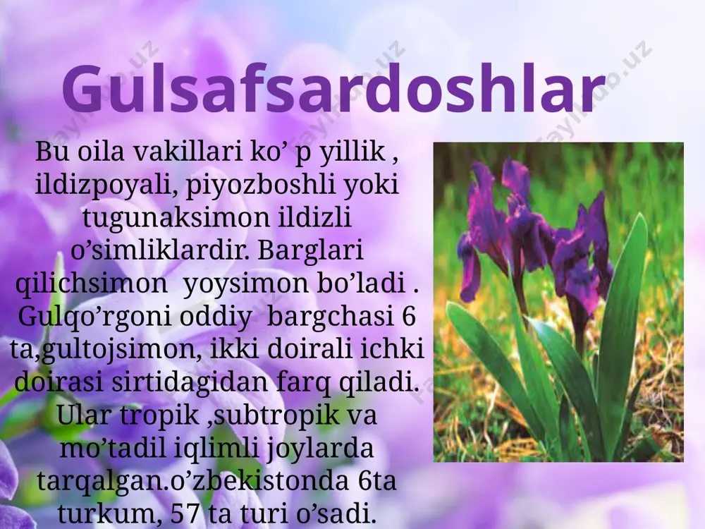 bir urug’ pallalilar sinfi - Page 5