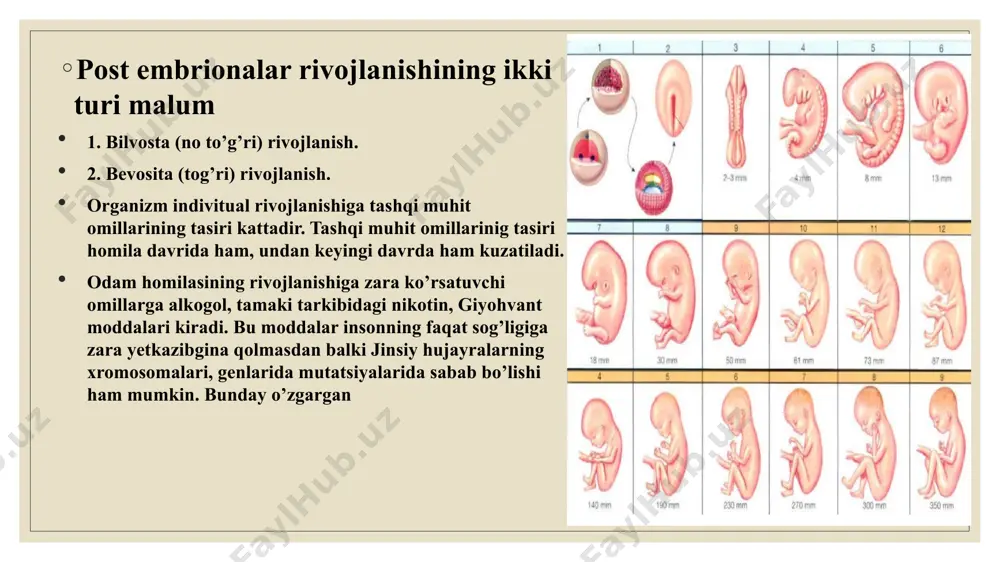 signallarini yuborganda boshlanadi. tugʻma immunitet himoyasi spetsifik emas, yaʼni bu tizimlar patogenlarga umumiy usulda javob qaytaradi. bu immun sistemasi patogenga qarshi uzoq muddatli immunitetni taʼminlamaydi. tugʻma immun sistemasi koʻpchilik organizmlarda xoʻjayin himoyasining dominant va oʻsimliklarda yagona sistemadir. tugʻma immun hujayralari baʼzi leykotsitlar (oq qon hujayralari) mustaqil, bir hujayrali organizmlar kabi harakat qiladi va tugʻma immun sistemasining ikkinchi tarmogʻi hisoblanadi. tugʻma leykotsitlarga "professional" fagotsitlar (makrofaglar, neytrofillar va dendritik hujayralar) kiradi. bu hujayralar kattaroq patogenlarga jismoniy hujum qilish orqali yoki mikroorganizmlarni yutib, keyin oʻldirish orqali patogenlarni taniydi va yoʻq qiladi. tugʻma javobda ishtirok etadigan boshqa hujayralar orasida tugʻma limfoid hujayralar, semiz hujayralari, eozinofillar, bazofillar va tabiiy killerlar mavjud. fagotsitoz patogenlar yoki zarralarni yutib yuboradigan fagotsitlar tomonidan amalga oshiriladigan hujayraviy tugʻma immunitetning muhim xususiyatidir. fagotsitlar odatda patogenlarni topish maqsadida tanani kuzatuvga oladi, lekin sitokinlar tomonidan spetsifik joylarga chaqirilishi ham mumkin. patogen fagotsit tomonidan yutilganidan soʻng, u fagosoma deb ataladigan hujayradagi vezikulaga tushadi va …