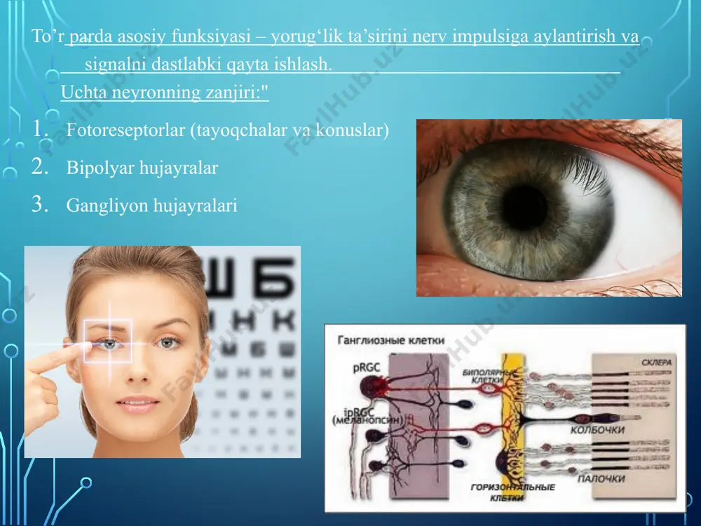 i olish: lazer fotokoagulyatsiyasi va krioterapiya amalga oshiriladi. agar ekssudativ to‘r parda ajralishi tarqalgan bo‘lsa, jarrohlik davolash maqsadga muvofiq bo‘ladi. fakomatozlar — tug‘ma rivojlanish nuqsonlari bo‘lib, ular xos tizimli va ko‘zdagi alomatlar bilan ajralib turadi: gemangiomaga o‘xshash shakllar, gamartomalar yoki tugunlarning mavjudligi. fakomatozlar qatoriga reklingxauzen nevrofibromatozi, tuberoz skleroz, gippel-lindau kasalligi kiradi, ular autosomal-dominant meros qolish tipi bilan tavsiflanadi, shuningdek, sporadik tarzda aniqlanadigan sturdj-weber-krabbe sindromi ham mavjud. kasallikning sababi bo‘lgan gen mutatsiyasi – tumo‘rni bostiruvchi gen, u barcha dominant kasallik turlarida aniqlangan. reklingxauzen nevrofibromatozi (nf-1) shvan hujayralari tumorsizligi bilan tavsiflanadi, bu odatda terida ko‘p fibromalar (molluskum) sifatida namoyon bo‘ladi. nf-1 rivojlanishiga sabab bo‘ladigan gen 17-xromosomada 17q11.2 lokusida joylashgan. diffuz nevrofibromatozli infiltratsiya deformatsiyalangan neyromatozli filiniyatni rivojlanishiga sabab bo‘ladi. diagnostik mezon terida 1,5 sm dan katta 6 dan ortiq "kofe bilan sut" rangidagi dog‘alar mavjudligi hisoblanadi. nf-1 ko‘zdagi alomatlari ko‘p bo‘lib, ular turli kombinatsiyalarda quyidagilarni o‘z ichiga oladi: qovoq va ko‘z atrofidagi plexiform …