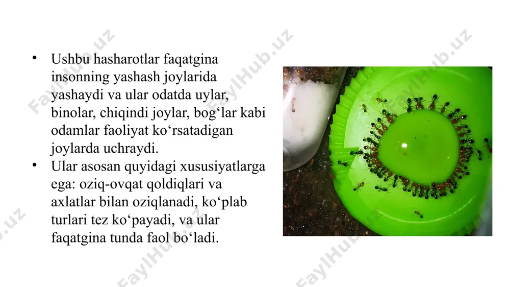 ib soʻruvchi. ogʻiz teshigi agʻdarilib tashqariga chiqadigan nay bilan oʻralgan shillalar bug‘doy, un, yorma va boshqa oziq-ovqat mahsulotlarini zararlaydi. ular oziq-ovqat mahsulotlarini yutish orqali uyda qalin bir qatlam hosil qiladi. shillalar ularning mavjudligi va ko‘payishi, ularning turli xil kasalliklar va zararlarni tarqatishiga olib keladi. punarlar – bu kechqurun odamlar qonini so‘rib yashovchi parazitlardir. ular odamlarning ko‘rpalarida yashaydi va kechasi faol bo‘ladi. punarlar nafaqat qon so‘rib, balki insonlarda allergik reaktsiyalarni ham keltirib chiqaradi. yangi yuqtirilgan odamda teri toshmalari va qichishishlar paydo bo‘ladi. sinantrop hasharotlar kasalliklarni tarqatishda muhim rol o‘ynaydi. ular o‘zlarining oyoqlari, tanalari va tashqi qismlarida kasalliklarni yuqtiradi va odamga uzatadi. kasalliklar orasida dizenteriya, salmonellyoz, gepatit a, astma, allergiyalar mavjud. tarakanlar va pashshalar mikroorganizmlar va bakteriyalarni odamlar orasida tarqatishda katta rol o‘ynaydi. dizenteriya bezgak tulyaremiya salmoneoz leyshmaniya tif,gepatit a sinantrop hasharotlar gigiyenik xavf tug‘diradi. ular turli xil kasalliklarni, masalan, salmonellyoz, dizenteriya, tif va boshqa turli infektsiyalarni yuqtirishi mumkin. ularning oziqlanayotganda axlat …