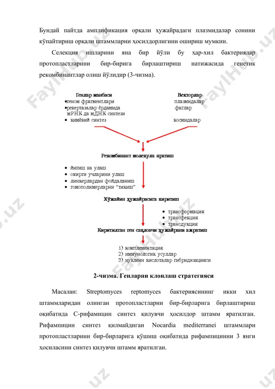 ликлар селекциясида қўлланилиши; ген мухандислигига асосланган биотехнологиянинг аграр саноатдаги илмий-техник тараққиётни тезлаштиришдаги роли; гибридомалар олиш технологияси ва унинг қишлоқ хўжалигида ва чорвачиликда қўлланилиши ҳамда генетик мухандисликнинг истиқболлари ҳақидаги аниқ билимларни ўрганишдан иборат. ушбу фаннинг асосий вазифаси замонавий ген мухандислиги ютуқларини халқ хўжалиги амалиётида кенг кўламда қўллашдан иборат. тирик организмлар ирсий ахборотини сунъий йўл билан маълум мақсадга мувофиқ ўзгартириш жараёни генетик мухандислик фанининг асосий устқурмаси ҳисобланади. генетик мухандислик ҳужайра, хромосома ва ген даражасида амалга оширилади: 1. ҳужайра даражасидаги генетик мухандислик икки ҳужайрани ўзаро қўшиш йўли билан амалга оширилади. 2. хромосома даражасидаги генетик мухандислик ҳужайра ядросига қўшимча хромосомалар киритиш орқали амалга оширилади. 3. ген даражасидаги генетик мухандислик ёки ген мухандислиги энг мураккаб бўлиб, қуйидаги босқичлар асосида амалга оширилади: а. қимматли хўжалик аҳамияти касб этадиган ген функцияси орқали қидириб топилади, ажратиб олинади, клонланади ва тузилиши ўрганилади. б. ажратиб олинган ген хромосома днк си билан рекомбинацияланувчи бирор фаг геноми, траспозон ёки плазмид днк си …