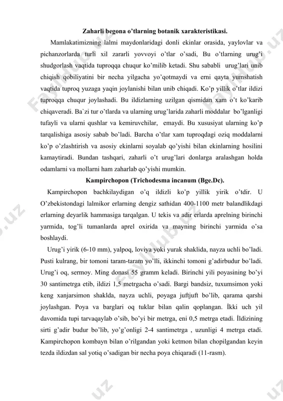 omida tupi tarvaqaylab o’sib, bo’yi bir metrga, eni 0,5 metrga etadi. i̇ldizining sirti g’adir budur bo’lib, yo’g’onligi 2-4 santimetrga , uzunligi 4 metrga etadi. kampirchopon kombayn bilan o’rilgandan yoki ketmon bilan chopilgandan keyin tezda ildizdan sal yotiq o’sadigan bir necha poya chiqaradi (11-rasm). kampirchoponning gullari pastki qismidan ochila boshlaydi. gullash davri may oxiri va iyun boshida (tog’larda iyulda) boshlanib, sentyabrgacha, qaytadan ko’karganlarida esa sovuq tushguncha davom etadi. guli yirik (diametri 2,5 santimetr), havorang, keng og’izli qo’ng’iroqchaga o’xshaydi va beshta gulbargi bo’ladi. gullagandan keyin 2-3 hafta o’tgach, urug’i etiladi. etilgan urug’lar kuzgacha to’kilmaydi. kampirchopon ekinlarning har gektarida 450 dan 5500 tupgacha, ba`zi joylarda 40 ming tupgacha o’sadi. bir tup kampirchopon 150 dan 2000 donagacha urug’ tugadi. urug’ida 2,7 foiz, barg va poyasida 1,5 foiz alkoloid (zahar) bo’ladi. ko’kmaraz (tuyaqorin) (heliotropium lasiocarpum f.et m) ko’kmaraz bir yillik o’t bo’lib, o’zbekistonning ayniqsa ishlanmaydigan shudgorlarida, partov erlarida, siyrak chiqqan ekin orasida va tariq ekilgan …