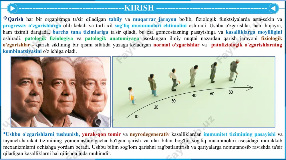 sidlovchi stress va mitoxondriyal disfunktsiya fiziologik o'zgarishlar mitoxondriyal samaradorlikning pasayishi: hujayralarning energiya ishlab chiqaruvchisi bo'lgan mitoxondriyalarning yoshi bilan samaradorligi pasayadi, bu esa atp (energiya) ishlab chiqarishning kamayishiga olib keladi. reaktiv kislorod turlarining ko'payishi (ros): mitoxondriya ham metabolizmning yon mahsuloti sifatida reaktiv kislorod turlarini hosil qiladi. qarish bilan tananing rosni zararsizlantirish qobiliyati pasayadi. oksidlovchi stress va mitoxondriyal disfunktsiya patofiziologik o'zgarishlar oksidativ zarar: ros dnk, oqsillar va lipidlarga zarar yetkazadi, bu hujayra disfunktsiyasiga, qarishning tezlashishiga va neyrodegeneratsiya va yurak-qon tomir kasalliklari kabi kasalliklarga olib keladi. mitoxondrial kasalliklar: disfunktsional mitoxondriyalar neyrodegenerativ kasalliklar (masalan, altsgeymer, parkinson), mushaklar kuchsizligi va metabolik kasalliklarga yordam beradi. 5 organlar sistemasida yuz beradigon o’zgarishlar yurak-qon tomir tizimi fiziologik o'zgarishlar patofiziologik o'zgarishlar qon tomirlarining elastikligining pasayishi: qarish arterial devorlarining qalinlashishi va qotib qolishiga olib keladi (arterioskleroz). kollagenning o'zaro bog'lanishi va elastinning yo'qolishi qon tomirlarining elastikligini pasaytiradi. qon bosimining oshishi: yurak qonni qattiqroq arteriyalar orqali haydash uchun qattiqroq ishlaydi, bu esa …