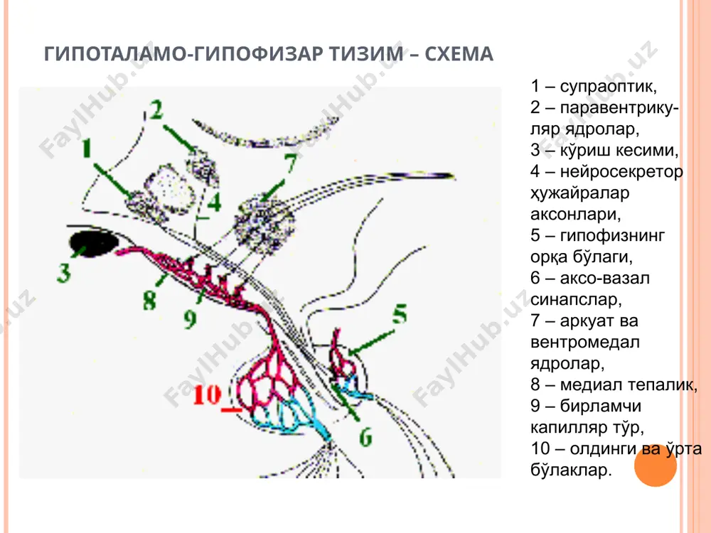эндокринтизимнинг марказий точки - Page 4