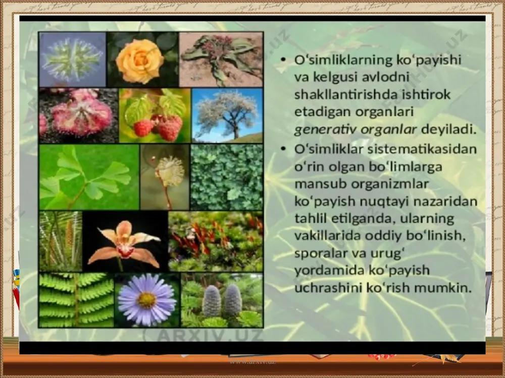o’simliklar filogenezi - Page 4