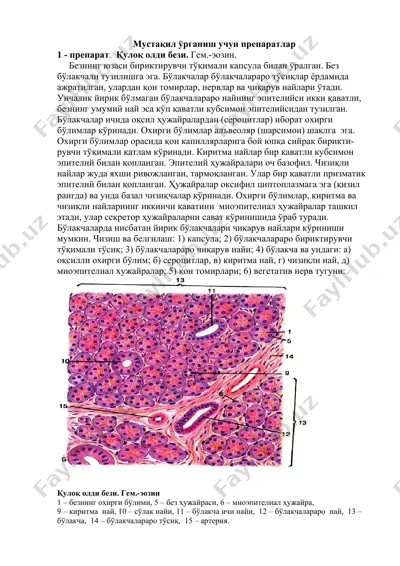 мустақил ўрганиш учун препаратлар — DOCX