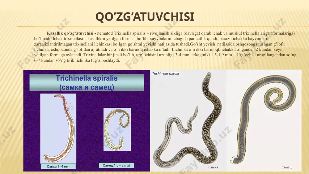 hi kumushsimon, ichidagi suyuqlik oqsillari kogulyatsiyaga uchraganligi sababli tiniq ko‘rinadi. metil ko‘ki bilan ishlangan go‘sht kesimining rangi ko‘kimtir, trixinella ichidagi suyuqlikning rangi och havorang bo‘lib ko‘rinadi, parazit bo‘yalmaydi, natijada yaxshi ko‘rinadi. agar go‘sht uzoq vaqt davomida saqlanishdan bir qism namligini yo‘qotgan bo‘lsa, tirixinella bo‘shlig‘i qoraroq bo‘yaladi. tuzlangan go‘shtning kesimlari ikki baravar yupqaroq qilib tayyorlanadi. tayyorlangan go‘sht kesimlari yuqori shisha bilan qisilgandan keyin har qaysi go‘sht kesimiga suv bilan baravar nisbatda aralashtirilgan glitserin yoki 5 foizli sut kislotasi tomiziladi. (tomizilganda go‘sht kesimlari tiniqlashadi). cho‘chqa yog‘ini (shpig) trixinellyoskopiya qilish. trixinellalar teri osti yog‘ to‘qimalarida ham bo‘lishi mumkin. cho‘chqa yog‘i to‘qimalarida muskul qatlamlari oddiy ko‘zda ko‘rinmaydi. shuning uchun ham yog‘ qatlami kesib, yog‘ning ichki yuzasidan kesimlar olinadi. (asosan atrofiyaga uchragan muskullardan). hammasi bo‘lib 0,5 mm qalinlikda 5 ta kesim olinib, 5-8 minut 1 foizli fuksin eritmasiga solib qo‘yiladi. (5 foizli ishqoriy eritmasida). keyin esa kesimlar eritmadan chiqarib olinib, kompressoriumning pastki katakchalariga o‘rnashtiriladi va …