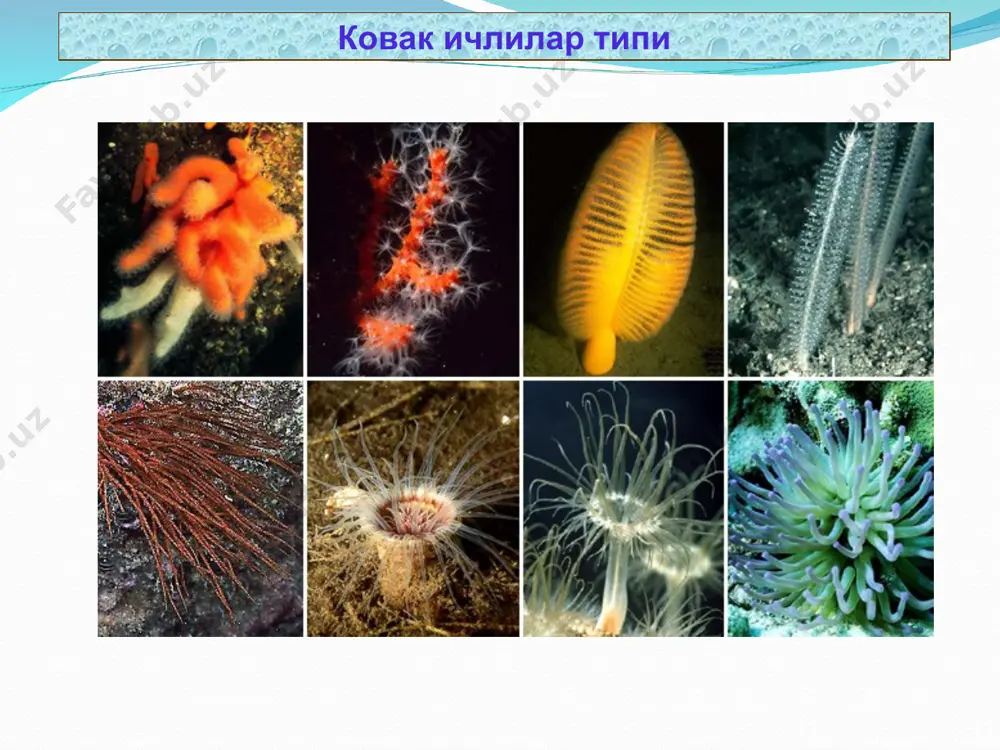 ковак ичлилар (coelenterata) типи - Page 4