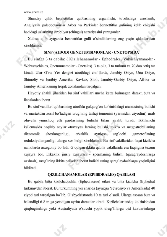 yer sharida (ayniqsa yevrosiyo va amerikada) 40 ziyod turi tarqalgan bo`lib, o`zbyokistonda 10 ta turi o`sadi. ularga asosan buta va balandligi 6-8 m ga yetadigan ayrim daraxtlar kiradi. kizilchalar tashqi ko`rinishidan qirqbugimlarga yoki avstraliyada o`suvchi yopik urug`lilarga oid kazuarinlarga uxshaydi. piyasi bugimli, barglari tangachasimon, qarama-qarshi yoki halqasimon o`rnashagan. novdalari serkirra, yashil, fotosintez vazifasini utaydi. kizilchaning strobili (qubbalari) bir jinsli va ko`pincha ikki uyli. ba`zan bir uyli butalari ham uchraydi. yashil shoxchalarining bugimlaridagi barglarning qo`ltiklarida 2-3 tadan, ba`zan 4 tadan mikrosporalar joylashgan. xar bir mikrostrobil 2 tadan to 8 juftgacha qarama-qarshi o`rnashgan tangachasimon koplagich bargchalarga ega. erkaklik (changchi) qubbasida 2-8 tagacha mikrosporangiyalar xosil bo`ladi. urg`ochi (urug`chi) qubbalar (monostrobili) ham xuddi erkaklik qubbalari singari yashil shoxchalarning bugimlaridagi barglarning qo`ltiklarida 2-4 tadan joylashgan. xar bir urg`ochi qubbada (megostrobilda) 1 tadan urug` ko`rtak xosil bo`ladi. urug` ko`rtak yetilgan paytda unga shamol yordamida chang kelib tushadi va bu yerda xosil bo`lgan sperma urg`ochi gametofitda joylashgan …