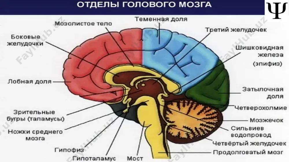 yish davri (60 yoshdan –74 yoshgacha) keksalik davri (75 yoshdan–90 yoshgacha) uzoq umr ko‘ruvchilar (90 yosh va undan yuqori) e’tiboringiz uchun rahmat! image1.jpeg image2.png image3.jpeg image4.png image5.png image6.jpeg image7.png image8.png image9.png image10.jpeg image11.png image12.jpeg image13.png image14.jpeg image15.png image16.jpeg image17.png image18.jpeg image19.png image20.jpeg image21.png image22.jpeg image23.png image24.png image25.png image26.jpeg image27.png image28.png image29.png image30.png image31.png image32.png image33.png image34.png image35.png image36.png image37.png /docprops/thumbnail.jpeg