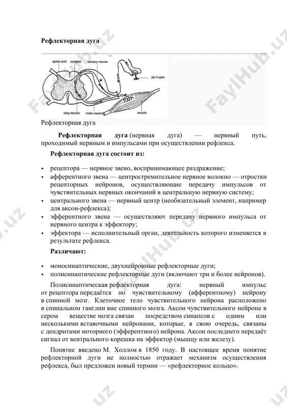 более нейронов). полисинаптическая рефлекторная дуга: нервный импульс от рецептора передаётся по чувствительному (афферентному) нейрону в спинной мозг. клеточное тело чувствительного нейрона расположено в спинальном ганглии вне спинного мозга. аксон чувствительного нейрона в сером веществе мозга связан посредством синапсов с одним или несколькими вставочными нейронами, которые, в свою очередь, связаны с дендритами моторного (эфферентного) нейрона. аксон последнего передаёт сигнал от вентрального корешка на эффектор (мышцу или железу). понятие введено м. холлом в 1850 году. в настоящее время понятие рефлекторной дуги не полностью отражает механизм осуществления рефлекса, был предложен новый термин — «рефлекторное кольцо». простейшая рефлекторная дуга у человека образована двумя нейронами — сенсорным и двигательным (мотонейрон). примером простейшего рефлекса может служить коленный рефлекс. в других случаях в рефлекторную дугу включены три (и более) нейрона — сенсорный, вставочный и двигательный. в упрощенном виде таков рефлекс, возникающий при уколе пальца булавкой. это спинальный рефлекс, его дуга проходит не через головной, а через спинной …