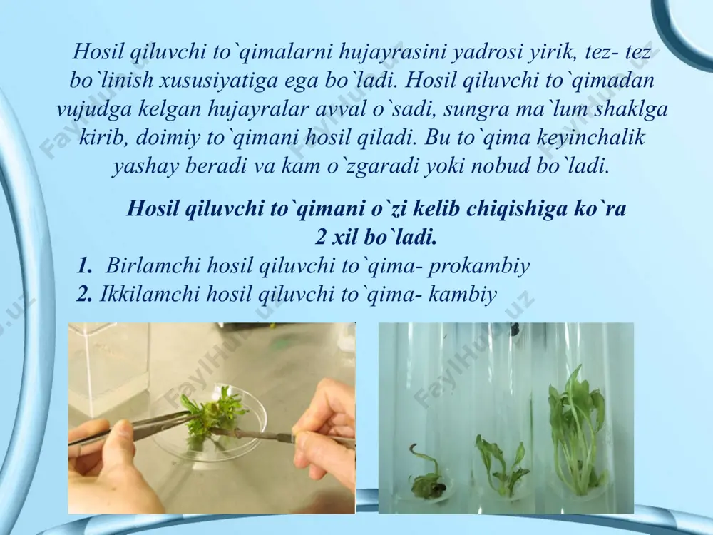 qlantirishdan iborat. asosiy to`qimalar o`simliklarda joylashgan o`rniga va bajaradigan vazifasiga ko`ra qo’yidagicha bo`ladi: xlorenxima, so`ruvchi, g`amlovchi, suv g`amlovchi va aerenxima. mexanik to`qimaning vazifasi o`simliklarga mustahkamlik berishdan iborat. mexanik to`qimalar kelib chiqishiga ko`ra 3 xil bo`ladi, a) kollenxima, b)sklerenxima, v)sklereid- toshsimon hujayralar. кollenxima maxanik to`qimasi parenximali tirik hujayralardan tashkil topgan bo`lib, ikki pallali o`simliklarga xos bo`ladi. sklerenxima maxanik to`qimasi esa prozenximali o`lik hujayralardan tashkil topgan bo`lib, bir pallali o`simliklarga xos bo`ladi. o`tkazuvchi to`qimaning vazifasi o`zidan suv va oziqani o`tkazishdan iborat. ya`ni ildiz orqali shimib olgan suv va unda erigan mineral moddalarni barggacha (ko`tariluvchi oqim), bargda hosil bo`lgan fotosintez mahsulotalrini ildizgacha (tushuvchi oqim) o`tkazib boradi. adabiyotlar: burigin. v. a. jongurazov. f. x. botanika “o`qituvchi” t.: 1977. кursanov. v. a. кamarniskiy n. a va bosh.- botanika “o`qituvchi” 1977. i ii tom. hamdamov i, shukrullayev p va boshqalar- botanika asoslari “mehnat” t.: 1990. soxabiddinov. s. “o`simliklar sistematikasi” i ii bob. “o`qituvchi” t.: 1976. hamidov …