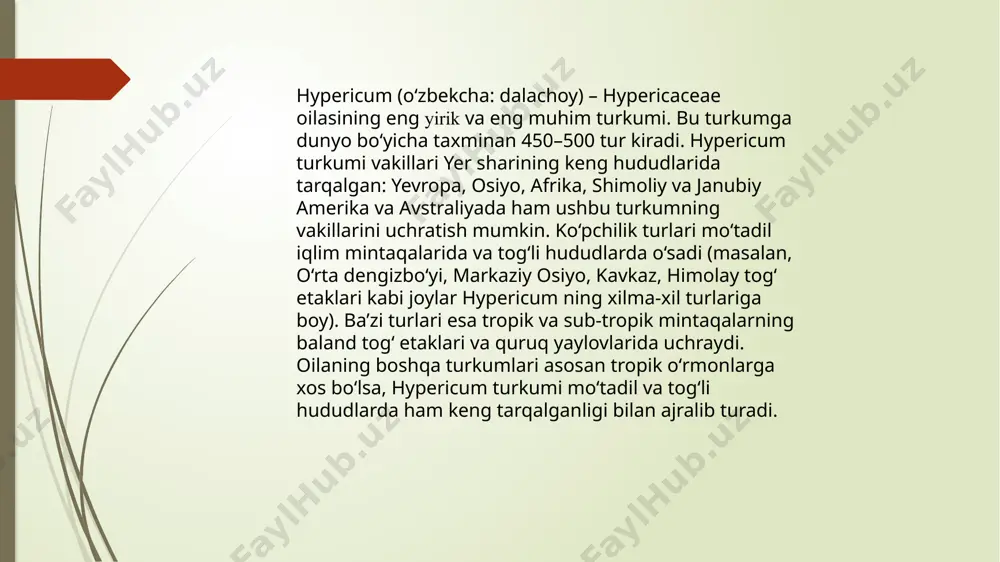miyati shundan iboratki, uning vakillari nafaqat biologik faol moddalarga boy, balki ekotizimlarda ham muayyan rol oʻynaydi. hypericaceae oʻsimliklari asosan sargʻish gullari, koʻplab changchilari va dorivor xususiyatlari bilan e’tiborni tortadi. bu oilaga mansub koʻplab turlar xalq tabobatida ham asrlar davomida ishlatilgan. xususan, oʻzbekistonda “dalachoy” nomi bilan mashhur boʻlgan ayrim turlar me’da-ichak kasalliklari, yaralar va jarohatlarni davolashda qoʻllanilgan. oʻzbekistonda hypericaceae oilasining vakillari, xususan hypericum turkumi turlari uchraydi. ushbu kurs ishida hypericaceae oilasining ilmiy tavsifi, tarixi va tasnifi, morfologik xususiyatlari, ayniqsa hypericum turkumi va uning oʻzbekistonda tarqalgan turlari haqida batafsil ma’lumot beriladi. shuningdek, ularning ekologik roli, dorivor va farmatsevtik ahamiyati, xalq tabobatidagi oʻrni hamda zamona o’simliklar dunyosi plantae bo’lim magnoliophyta (gulli o’similklar) sinf magnoliopsida (ikki urug’ pallali) tartib malpighiales oila hypericaceae(dalachoydoshlar) turkum hyperica(dalachoy) tur hypericum perforatum(teshikli dalachoy) ekologik jihatdan dalachoylarning yana bir roli – bioindikatorlik. ularning bor-yo‘qligiga qarab muhit haqida xulosa qilish mumkin: masalan, adirda dalachoy ko‘p boʻlsa, demak, o‘sha er uzoq vaqtdan …
