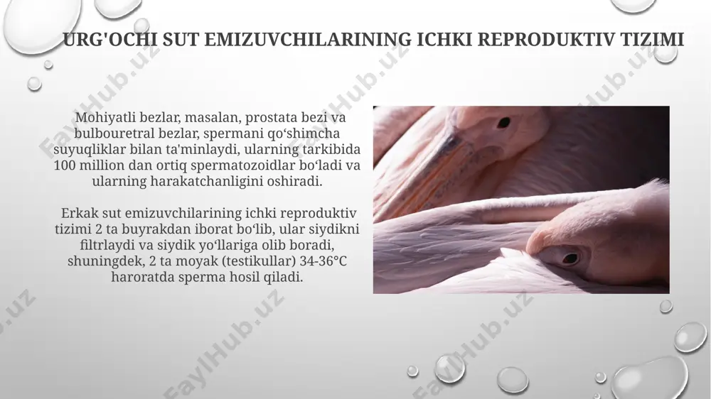 sut emizuvchilarning jinsiy a'zolari - Page 5