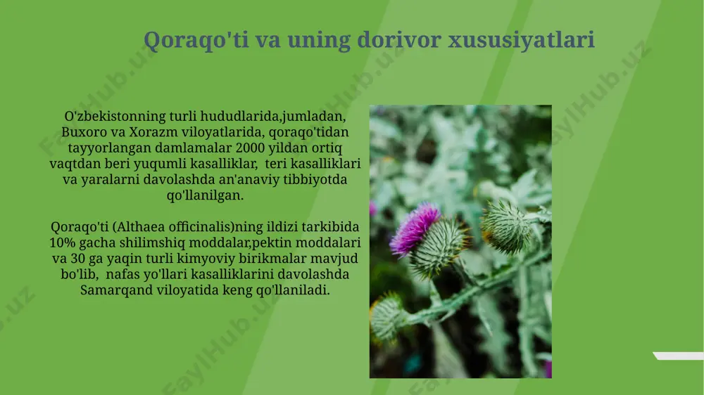 õzbekiston florasida keng tarqalgan dorivor o‘simliklar turlari - Page 5