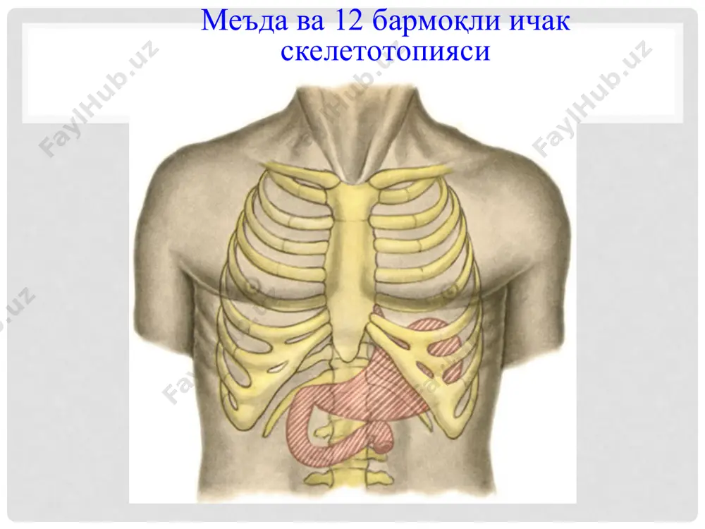 holda oyoqlarini yig’ib olib qorin bilan yotishni afzal ko‘radi, ko‘zdan kechirganda (ho‘l va sovuq kaftlar, yaqqol dermografizm, gipotoniyaga moyillik va bradikardiya) aniqlanadi.kamroq hollarda bemorlarda yara kasalligiga xos bo‘lgan belgilar umuman kuzatilmasligi шикоятлар: асосий: эпигастрал соҳада оғриқ қўшимча: меъда қайнаши (зарда бўлиш), кўнгил айниш, қайт қилиш, овқатни ҳазм қилишнинг бузилиши, кекириш. оғриқ характери: сўрувчи, кесувчи, тўлғоқ-симон жойлашиши: эпигастрал соҳа тарқалиши: белга иррадиация кучи: кучсиздан жуда кучлигача овқат билан боғлиқлиги: бевосита боғлиқ taom iste’mol qilgandan keyin tezda yoki 2-3 soat o‘tgach jig’ildon qaynashi og’riq simptomining ekvivalenti bo‘lishi mumkun. • ko‘ngil aynishi - antral yaralar uchun qayt qilish - pilorik jomini funksional yoki organik stenozi uchun xos belgi. • kekirish (ko‘p hollarda havo bilan ) oshqozon yarasiga xos bo‘lib, uning qo‘lansa hidli bo‘lishi stenoz belgisi hisoblanadi яранинг жойлашишига қараб оғриқ характерининг тафовути меъда яра касаллиги 12 бармоқли ичак яра касаллиги эрта: оғриқлар овқат егандан сўнг 15-40 минутдан кейин пайдо бўлади кечки: оғриқлар овқат …