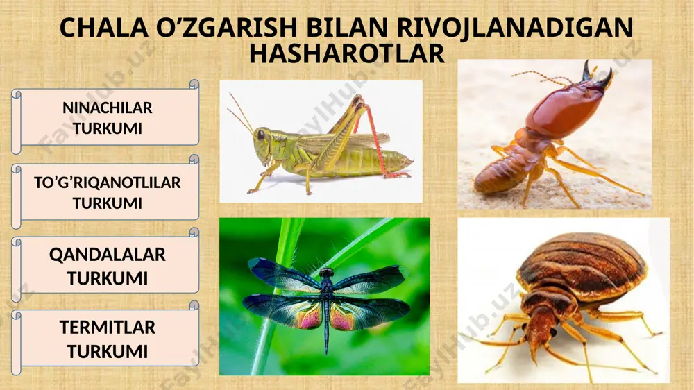 hidni yaxshi sezadi hasva qandalasi- cho’l va dashtlarda keng tarqalgan. donli ekinlar doni va bargini so’rib oziqlanadi termitlar turkumi termitlarning rivojlanishi termitlar jamoa bo’lib yashovchi hasharotlar. oilada 1 ta urg’ochi va 1 ta erkak termit bo’ladi. ona termit juda yirik, 10 yilgacha yashaydi. umr bo’yi 115 mln tagacha tuxum qo’yadi ishchi termitlar tanasi oq tusda bo’lganidan, ba’zan ularni oq chumolilar deyishadi. ular voyaga yetmagan urg’ochilar bo’lib, in qurish va oilani boqish vazifasini bajaradi ishchi termitlar (100-mln tagacha) qo’riqchi termitlarning boshi yirik, jag’lari kuchli rivojlangan. ular oilani qo’riqlash vazifasini bajaradi qo’riqchi termitlar (100-mln tagacha) termitlar o’simlik yog’ochlik qismi bilan oziqlanadi. tropik o’lkalarda yer yuzasidan 15 m gacha balandlikda in quradi. turkiston termiti o’rta osiyo cho’llarida tuproq yuzasida, shuningdek shahar va qishloqlardagi binolarning yog’ochlik qismiga in quradi e’tiboringiz uchun rahmat !!! image3.jpeg image4.jpeg image5.jpeg image6.png image7.jpeg image8.jpeg image9.jpeg image10.jpeg image11.jpeg image12.jpeg image13.jpeg image14.jpeg image15.png image16.jpeg image17.jpeg image18.jpeg image19.jpeg image20.jpeg image21.jpeg image22.jpeg image23.jpeg …