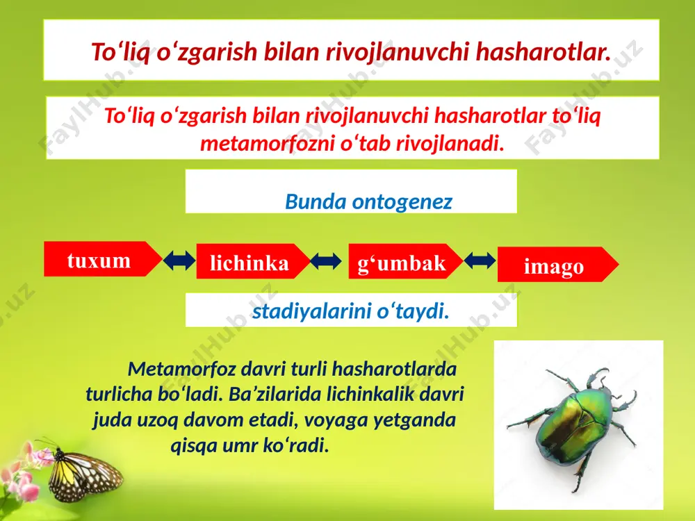 ‘ochilarida tuxum qo‘yuvchi o‘simta nayzaga aylangan, lichinka (qurt) larida oyoq bo‘lmaydi. chumolilar – eng ko‘p tarqalgan, polimorf (har xil individli) koloniya bo‘lib yashovchi pardaqanotlilardir. bularning juda ko‘p turlari tropik qit’alarda tarqalgan. rossiyada uchraydigan turlardan qora chumoli, o‘rmonda yashovchi qizil chumoli va boshqa bir necha xil o‘rmon zarakunandalarni qirishda ma’lum ahamiyatga ega. mazkur chumolilar koloniyasi tuproqda ancha katta uya yasab yashaydi. koloniya “ona” chumoli, erkak (faqat urchish vaqtida yetishadigan erkaklari, keyin o‘lib ketadi), “ishchi chumolilar” va “soldat” lardan tarkib topadi. polimorfizm “ona” chumoli dastlab o‘zi mustaqil ovqatlanib, lichinkalarini boqadi. . pashshalar yoki ikki qanotlilar (diptera) turkumi. ikki qanotlilar – turlar sonining ko‘pligi va xilma – xilligi bilan birinchi o‘rinni egallagan va yer yuzida eng ko‘p tarqalgan hasharotlardan biri. murakkab katta ko‘zi boshining katta qismini egallagan, mo‘ylovlari uzun – parsimon yoki kalta; ko‘krak bo‘g‘imlari xitin bilan qoplangan, qorincha qismi kattaroq bo‘ladi. oyoqlari har xil uzunlikda. ikki qanotlilar tanasi ixcham tuzilgan, og‘iz organi …