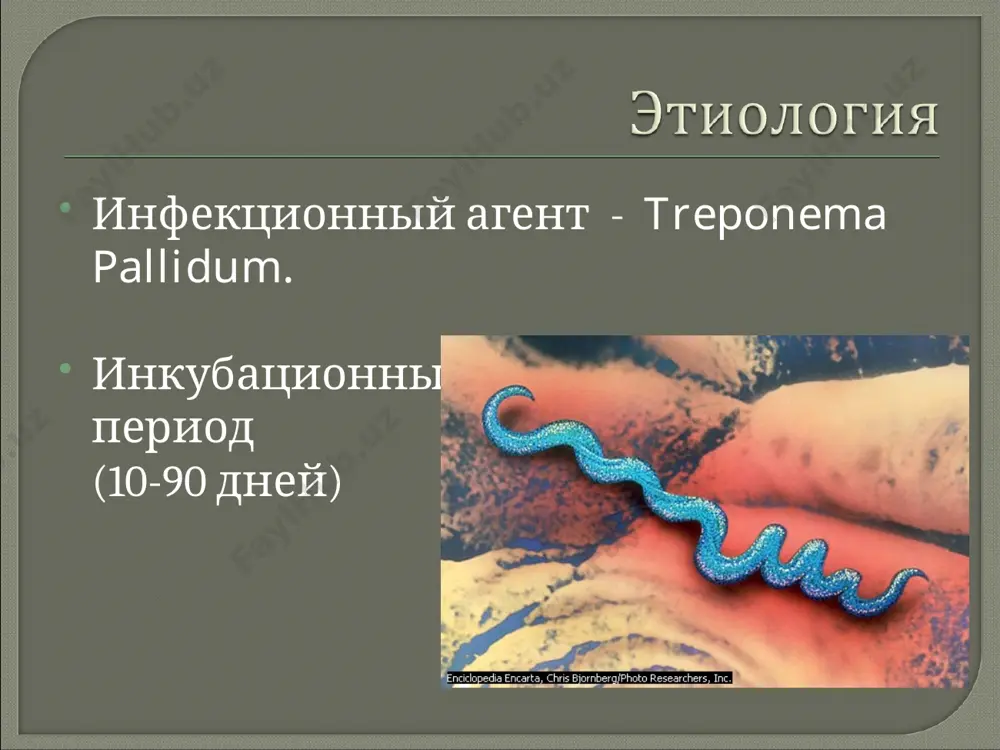 ные и пустулезные) рас­полагаются рассеянно, чаще не склонны к слиянию (за исключени­ем редких случаев сливной розеолы), не имеют тенденции к пери­ферическому росту. вторичные сифилиды на коже и слизистых оболочках имеют выраженную контагиозность. проявления вторичного периода сифилиса склонны к рециди­вам. даже при отсутствии лечения, вследствие напряжения гумо­рального и клеточного иммуногенеза, они могут бесследно разре­шаться через 3-8 нед после возникновения. но в результате спада напряжения иммунозашитных факторов при отсутствии высыпаний спустя 3-5 мес возникают вновь (вторичный рецидивный сифилис). характерным и специфичным свойством вторичных сифили­дов является их «воспламенение» - обострение в ответ на примене­ния активной противосифилитической терапии. этот феномен или реакция обострения у больных сифилисом носит название реакции лукашевича-яриша-герксгеймера. . серологические реакции (кср, рск, рпта) резко положи­тельны почти в 100% случаев (с высоким титром реагинов - 1:160, 1:320) при вторичном свежем сифилисе и у 96-98% (с более низ­ким, титром реагинов) у больных вторичной рецидивной формой. почти в 100% случаев отмечается резко положительный результат …