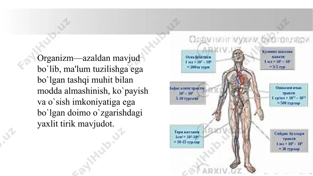 holatga qarab o'zgarishi mumkin. o'pkalar inson tanasining eng muhim organlaridan biri bo'lib, ularning asosiy vazifasi nafas olishdir. ular kislorodni havodan qabul qiladi va undan karbon dioksidni chiqaradi. o'pkalar ikki bo'limga ajraladi: chap va o'ng o'pkalar. o'ng o'pkada uchta segment, chap o'pkada esa ikki segment mavjud. o'pkalarning vazifalari: nafas olish – havodagi kislorod o'pkalarga kiradi, u qon orqali butun tana hujayralariga tarqatiladi, va shu bilan birga, tanadagi karbon dioksid o'pkalarga o'tadi va chiqariladi. gaz almashinuvi – kislorod va karbon dioksid o'pkalarda joylashgan alveolalarda (havo xaltachalari) almashinadi. o'zgarishlar – o'pkalar nafas olish jarayonida tana ichidagi gaz miqdorini tartibga solib, qonning ph darajasini saqlashga yordam beradi. immun tizimi – o'pkalar yengil infektsiyalarni, tozalashni va boshqa zararli moddalarni ajratib chiqarishda yordam beradigan turli hujayralar va moddalarga ega. hajmi: o'pkalarning hajmi odatda har bir odamda individual bo'lib, o'rtacha hajmi taxminan 4-6 litrni tashkil qiladi. oshqozon – bu ovqat hazm qilish tizimining muhim organlaridan biridir, u …