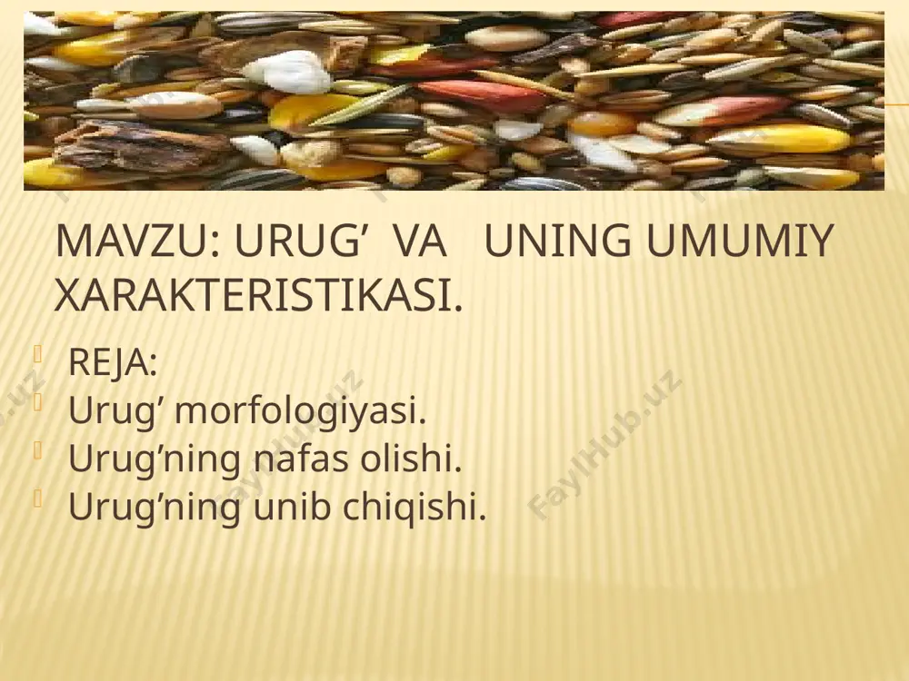 palla, murtakdagi boshlang’ich ildizcha, poyacha va kurtakchadan tashkil topgan. --urug’lar nafas olganda havodan kislorod yutib, nafas chiqarganda karbonat angidrid chiqaradi. buni oddiy sharoitda shisha idishga undirilgan urug’ solib ichiga yonib turgan sham tushiriladi, sham o’chmaydi sababi idishda kislorod bor. so’ngra idishning og’zini mahkam berkitib, uni issiq joyga qo’yiladi. oradean ikki –uch kun o’tgach idishga yonib turgan sham tushirilsa u o’chadi. demak, unayotgan urug’lar havodan kislorod yutib , karbonat angidrid chiqariar ekan. uru’larning unib chiqishi uchun tuproq yumshoq, o’rtacha namlikda bo’lishi kerak. urug’lar o’lchamiga qarab turlicha chuqurlikda ekiladi. masalan: sabzi 0,5-2 sm, shivit 1-3 sm, turp 2-3sm bug’doy 3-5sm, g’o’za 6-7sm, makkajo’xori 6-10 sm chuqurlikka ekiladi. bundan tashqari odatda yirik urug’lar maydalariga qarganda chuqurroq ekiladi. chunki yirik urug’da oziq moddalar ko’p bo’ladi. mevalarda urug’ning joylashishi: 1- meva po’sti, 2- meva eti, 3-urug’. e’tiboringiz uchun raxmat! image3.png image4.jpeg image5.png image6.jpeg image7.jpeg image8.png image9.jpeg image10.jpeg image11.png image12.jpeg image13.jpeg image14.jpeg /docprops/thumbnail.jpeg