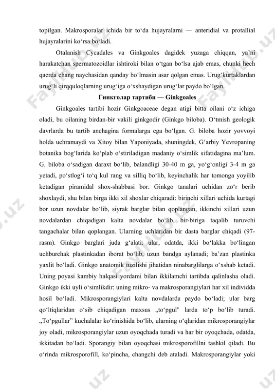 nka yaxlit bo‘ladi. ginkgo anatomik tuzilishi jihatidan ninabarglilarga o‘xshab ketadi. uning poyasi kambiy halqasi yordami bilan ikkilamchi tartibda qalinlasha oladi. ginkgo ikki uyli o‘simlikdir: uning mikro- va makrosporangiylari har xil individda hosil bo‘ladi. mikrosporangiylari kalta novdalarda paydo bo‘ladi; ular barg qo‘ltiqlaridan o‘sib chiqadigan maxsus „to‘pgul" larda to‘p bo‘lib turadi. „to‘pgullar” kuchalalar ko‘rinishida bo‘lib, ularning o‘qlaridan mikrosporangiylar joy oladi, mikrosporangiylar uzun oyoqchada turadi va har bir oyoqchada, odatda, ikkitadan bo‘ladi. sporangiy bilan oyoqchasi mikrosporofillni tashkil qiladi. bu o‘rinda mikrosporofill, ko‘pincha, changchi deb ataladi. makrosporangiylar yoki urug‘kurtaklar ham barg qo‘ltiqlaridagi kalta novdachalarda rivojlaiadi. urug‘kurtaklar uzun oyoqchaning qalinlashgan ustki qismida ikkitadan bo‘lib joylashadi. urug‘kurtaklar asosining atrofida halqasimon valik bor. mana shu tuzilmalarning hammasi (urug‘kurtak oyoqcha, valik) makrosporofill deb qaraladi. ginkgoning urug‘kurtagi cycas urug‘kurtagiga o‘xshab tuzilgan. uning bitta qalin qoplag‘ichi bor, qoplag‘ichning uchi cho‘zilib, ikki pallali mikropilega aylangan. qoplag‘ich ichida nutsellus turadi, unda endosperm yoki arxegoniyli gametofit bo‘ladi. nutsellusning uchida chang kamerasi hosil bo‘ladi. …