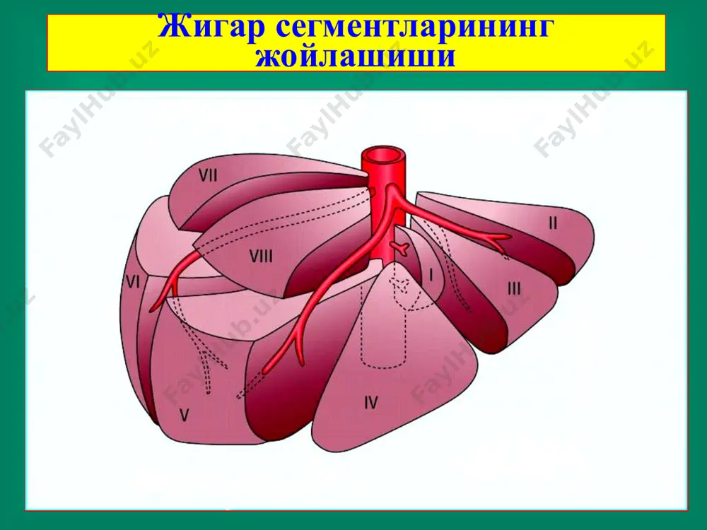 жигар хирургик касалликлари - Page 4