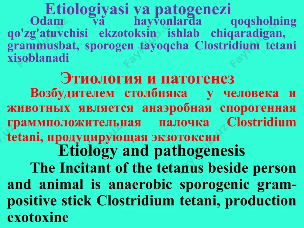 razmnojatsya. ekzotoksin cl. tetani soderjit tetanospazmin i tetanogemolizin, vsasivanie kotorix opredelyaet klinicheskuyu kartinu bolezni tetanic stick at parenteral hit in organism remains in the field of input winch, where begins intensive reproduction. exotoksine cl tetani contains tetanospasmine and tetanohemolisine, which suction defines the clinical picture disease tetanospazmin nerv tizimiga ta'sir qilib o'ziga xos bo'lgan mushaklarning tonik va klonik qisqarishiga sabab bo'ladi. tetanogemolizin eritrotsitlarni parchalaydi tetanospazmin vozdeystvuet na nervnuyu sistemu, vizivaya xarakternie tonicheskie i klonicheskie sudorogi mishts. tetanogemolizin razrushaet eritrotsiti tetanospasmine acts upon nervious system, causing typical tonic and clonic of the crick muscles. tetanogemolisine destroys erythrocytes much favourable toksinlar perinevral va endonevral yo'llar bilan, limfatik yo'llar orqali markaziy yo'nalishda, periferiyadan orqa va uzunchoq miyaning harakatlantiruvchi markazlari tomon harakatlanadi toksini rasprostranyayutsya po perinevralnimi i endonevralnimi limfaticheskim shelyam tsentripetalno, v napravlenii ot periferii k dvigatelnim tsentram spinnogo i prodolgovatogo mozga the toxins spread on perinevral and endonevral lymphatic slots centripetal, toward from …