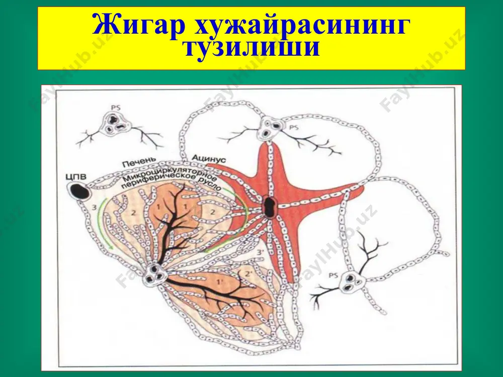 жигар хирургик касалликлари - Page 5