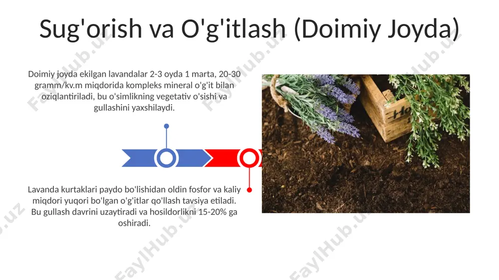 to'g'ri yoritish va harorat lavanda urugʻini ekish uchun optimal yorugʻlik sharoiti kuniga kamida 6-8 soat toʻgʻridan-toʻgʻri quyosh nuridir, chunki bu fotosintez jarayonini tezlashtiradi va sogʻlom oʻsishni taʼminlaydi. urugʻlarni ekishdan oldin va keyin tuproq namligini saqlash muhim, lekin haddan tashqari sug'orish ildiz chirishiga olib kelishi mumkin, shuning uchun namlik darajasini 60-70% oraligʻida ushlab turish tavsiya etiladi. doimiy joyga ko'chirish doimiy joyga ko'chirish 15-20 sm balandlikdagi ko'chatlarni bahorning oxirida yoki kuzning boshida, taxminan 45-60 sm masofadan ekish tavsiya etiladi, bu esa optimal havo aylanishini ta'minlaydi. tuproqning namligini doimiy ravishda nazorat qilish muhim, chunki ko'chatlarning 70-80% o'sish jarayonida suv etishmasligidan nobud bo'lishi mumkin. sug'orish muntazam, ammo o'rtacha bo'lishi kerak. ko'chatlarni ekishga tayyorlash urug'larni ekishdan avval, ularni 24 soat davomida iliq suvda namlash tavsiya etiladi, bu unib chiqish tezligini 15-20% ga oshiradi. ko'chatlarni ekishdan oldin, 2-3 mm chuqurlikdagi teshiklar tayyorlash va ular orasidagi masofani 5-7 sm ga saqlash tavsiya etiladi, bu optimal o'sishni ta'minlaydi. …