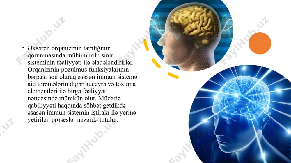 edən hüceyrələrin sitoplazmalarında farmalaşmış epitopla birləşə bilirlər. antigen-təqdim edən hüceyrə ilə th1 və ctl hüceyrələrin hər biri arasında əlaqə yenə də iki siqnal vasitəsi ilə olmalıdır. b limfositlər özləri və ya onların törəməsi olan plazmatık hüceyrələr əkscisimciklər sintez etdiklərinə görə humoral immunitetin əsas effektor hüceyrəsi hesab olunur. humoral immunitet b və th2 limfositlərin qarşılıqlı əlaqələri ilə başlayır. hər iki hüceyrə tipi tlr təsiri nəticəsində aktivləşdikdən sonra qarşılıqlı əlaqələr yarada bilirlər. b limfositlər antigen-təqdim edən hüceyrə olduğuna görə ancaq proqramlaşmış olduqları antigen ilə əlaqə yarada bilirlər. bu zaman b limfositlərin reseptor rolunu oynayan igm-in fab fraqmenti və antigen arasında əlaqə yarananda endositoz yolu ilə b limfositin reseptor kompleksi ilə birlikdə antigen də sitoplazmaya daxil edilir. əvvəllər ətraflı izah olunmuş mexanizmlərlə ii mhc molekulu epitopla birlikdə b limfositin səthinə çıxarılır. humoral immunitet zamanı baş verən proseslərin sxematik şəkli. plazmatik hüceyrələr tərəfindən sintez olunan immunoqlobulinin çox hissəsi g sinfinə aid olur. i̇mmunoqlobulinlər (ig) …