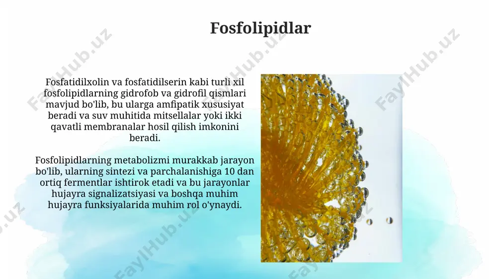 lipidlar. sovunlanadigan va sovunlanmaydigan lipidlar - Page 3