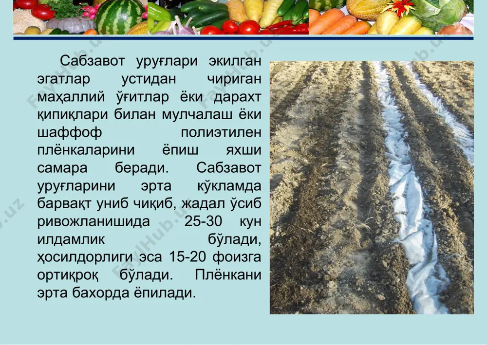 лга оширилади. * нурли 70 эртапишар нав, техник пишгунига қадар ўсув даври- 90-100 кун. вазни- 90-120 г, дегустацион баҳоси 4,0 балл. ҳосилдорлиги 25-30 т/га. эрта, ўрта ва кечки ёзги муддатларда экишга яроқли. зийнатли ўртапишар нав, барра ҳолда сотишга етилгунча қадар ўсув даври 45-50 кун ва техник пишгунига қадар ўсув даври 110-120 кун. вазни 80-120 г. ҳосилдорлиги 35-40 т/га. тўқсонбости ва эрта бахорги ва кечки муддатларда экишга яроқли. сабзи навлари сабзининг фаровон нави сабзавот,полиз экинлари ва картошкачилик илмий-тадқиқот институти сур-хондарё илмий тажриба станциясида яратилган.нав муаллифлари ҳакимов р.а.,арамов м.х.,баҳромов б.б.,саитмуратов а.н. қишлоқ хўжалиги экинлари давлат реестрига 2014 йилдан киритилган.(гувоҳнома № 406). баҳорги, ёзги ва тўқсонбости муддатлар- да етиштириш мумкин бўлган янги нав. илдизмеваси қизил, вазни 100-120 г, шакли цилиндирсимон, учи тўмтоқ, мағзи серсув, ўзаги кичик. ҳосилдорлиги 38-40 т/га. сабзининг фаровон нави сабзининг фаровон нави сурхондарё ва жиззах вилоятида 40 гектар майдонда етиштирилди. * ош лавлаги ўтмишдош экинлар: бодринг, помидор, эртачи картошка, дуккаклилар …