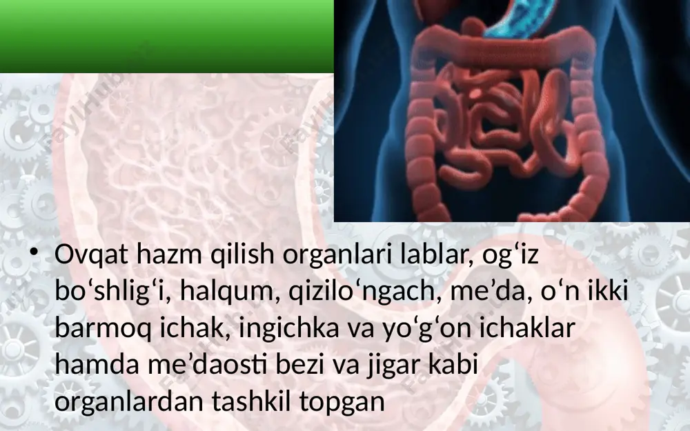 shda ham muhim ahamiyatga ega. tishni sog‘lom saqlash uchun har kuni uxlash oldidan tishni tish pastasi yoki tish kukuni bilan tozalash lozim. til og‘iz bo‘shlig‘ida joylashgan, muskuldan tashkil topgan organ bo‘lib, u ovqatni aralashtirib, tomoq tomonga o‘tkazish va uning ta’mini aniqlash vazifasini bajaradi. tilning eng muhim vazifalaridan biri so‘zlarning ravon talaffuz qilinishini ta’minlashdir. til uch qismdan: uchi, tanasi va ildizdan iborat. tilning ustini qoplagan shilliq qavatda sezuvchi nerv tolalarining uchlari bo‘lib, uning uchida, asosan, shirin, ildiz qismida achchiq, yon tomonlarida sho‘r va nordon ta’mlarni sezuvchi retseptorlar bo‘ladi. og‘iz bo‘shlig‘ida ovqat hazm bo‘lishida so‘lak bezlarining ahamiyati. og‘iz bo‘shlig‘iga uch juft: tilosti, jag‘osti, quloqoldi so‘lak bezlarining kanalchalari ochiladi. bu bezlardan ajralgan so‘lak og‘iz bo‘shlig‘iga quyilib, ovqatni ho‘llab, uning yutilishini qulaylashtiradi. so‘lak tarkibida uglevodlarni parchalovchi ptialin fermenti bo‘ladi. shuning uchun non og‘izda ko‘proq chaynalsa, shirin maza beradi. so‘lak tarkibida lizotsim, degan modda bo‘lib, u og‘iz bo‘shlig‘iga tushgan mikroblarni eritib yuborish xususiyatiga ega. halqum …