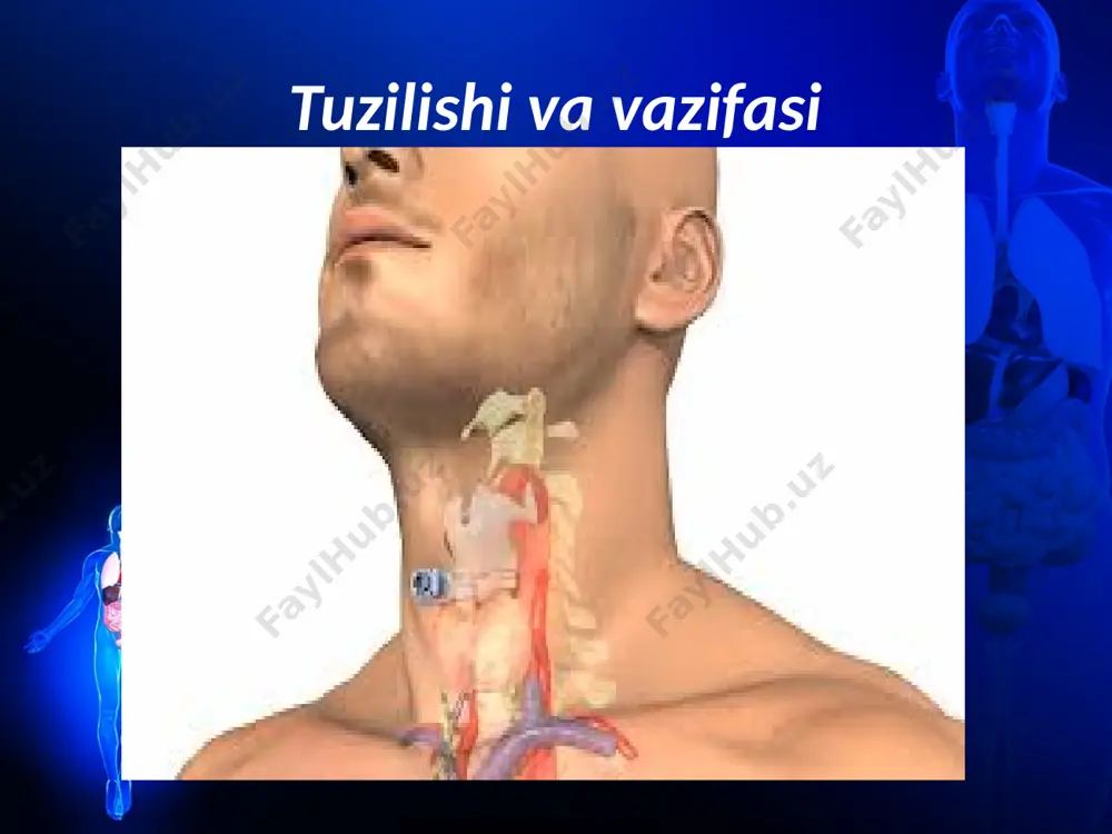 turganda o‘rtacha 500 ml havo oladi va shuncha havoni chiqaradi. bunga nafas havosi deyiladi. odam chuqur nafas olsa, tinch nafas olgandagi 500 ml nafas havosining ustiga o‘pkaga yana 1500 ml havo kirishi mumkin (qo‘shimcha havo). odam tinch nafas chiqarishdan so‘ng (nafas havosi 500 ml) chuqur nafas chiqarsa, o‘pkadan yana 1500 ml havo chiqaradi (zaxiradagi havo). shunday qilib, 500 ml nafas havosi + 1500 ml qo‘shimcha havo + 1500 ml rezerv havo=3500 ml o‘pkaning tiriklik sig‘imini tashkil etadi. erkaklarda o‘pkaning tiriklik sig‘imi 3500—4500 ml gacha, ayollarda — 3000—3500 ml gacha bo‘ladi. jismonan chiniqqan odamlarda bu ko‘rsatkich ko‘proq bo‘ladi. o‘pkalar ventilatsiyasi. odam tinch turgan vaqtda bir minutda 16—18 marta nafas oladi. har bir nafas olganda 500 ml atmosfera havosi o‘pkaga kiradi. agar bir minutdagi nafas soni har bir marta nafas olganda o‘pkaga kirgan havo miqdoriga ko‘paytirilsa, o‘pkaning minutlik ventilatsiyasi kelib chiqadi. tinch holatda o‘pkaning minutlik ventilatsiyasi 8—9 l ga teng. masalan, bir …