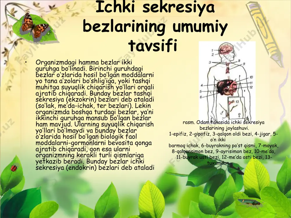 ichki sekretsiya bezlari - Page 3