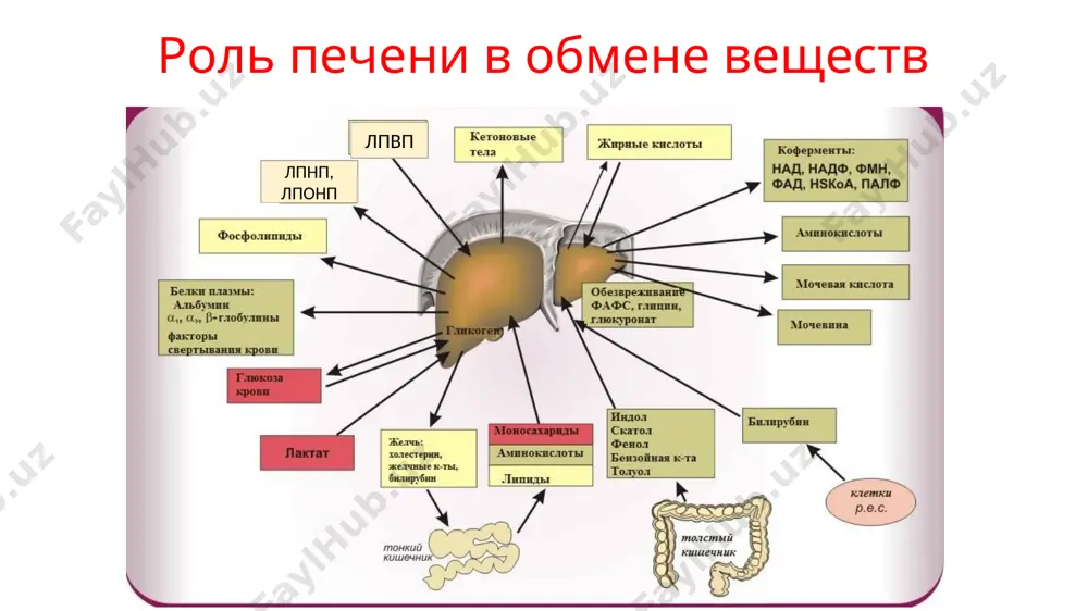 лет этиология и патогенез нажбп в основе патогенеза нажбп лежит накопление избыточного количества триглицеридов (тг) других производных холестерина в гепатоцитах вследствие нарушения баланса между синтезом и утилизацией этих органических молекул потенциальные патофизиологические механизмы развития нажбп включают следующие процессы: • повреждение митохондрий продуктами b-пероксисомного окисления жирных кислот • повышение синтеза эндогенных жирных кислот или уменьшение высвобождения их из печени и утилизации • нарушение высвобождения тг из клеток печени в форме липопротеидов низкой плотности (лпнп) теория «двух ударов» – «two–hits model» в патогенезе стеатоза печени «1-й удар» - инсу­линорезистентность приводит к чрезмерному поглощению гепатоцитами высвобождающихся сжк и блокированию окисления. компенсаторная гиперинсулинемия уменьшает синтез аполипопротеина в–100 «2-й удар» вызван активными формами кислорода и провоспалительными цитокинами (tnf–, tgf–, il–6 и il–8). на этом этапе происходит трансформация стеатоза в стеатогепатит (насг) с последующим развитием соединительной ткани и фп day c p, james o f w. steatohepatitis: a tale of two «hits»?// gastroenterology 1998; 114: 842–45. …