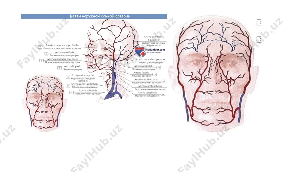 truncus brachiocephalicus - Page 4