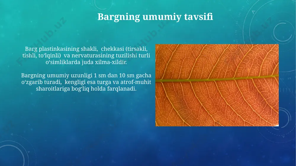 imliklarning 90% gacha suvini yo'qotishini ta'minlaydi, bu esa tuproqdan suvni so'rish va o'simlikning suv balansiga ta'sir qiladi. fotosintez jarayoni va bargning roli fotosintez jarayonida barg, o'simlikning 90% gacha bo'lgan qismini tashkil etadigan kloroplastlarni o'z ichiga oladi va shu sababli co2 ning 90% dan ortig'ini assimilyatsiya qiladi. bargning anatomik tuzilishi, xususan, stomatalarning zichligi va joylashuvi fotosintez samaradorligiga ta'sir qiladi, masalan, yuqori zichlikda fotosintez tezligi oshadi. bargning tomirlari bargning tomirlarining asosiy vazifasi suv va minerallarni ildizlardan barglarga, shuningdek, fotosintez mahsulotlarini barglardan oʻsimlikning boshqa qismlariga oʻtkazishdir, bu jarayon transpirasiya bilan chambarchas bogʻliq. barg tomirlarining zichligi va tarmoqlanishi fotosintez samaradorligi va suv balansini saqlashda muhim rol o'ynaydi, masalan,kserofit o'simliklarda tomirlarning zichligi 500-1000/sm² gacha yetishi mumkin. e'tiboringiz uchun rahmat @taqdimot_robot image3.png image4.jpg image5.jpg image6.jpg image7.jpg image8.jpg image9.jpg image10.jpg image11.jpg image12.jpg image13.jpg image14.jpg image15.jpg