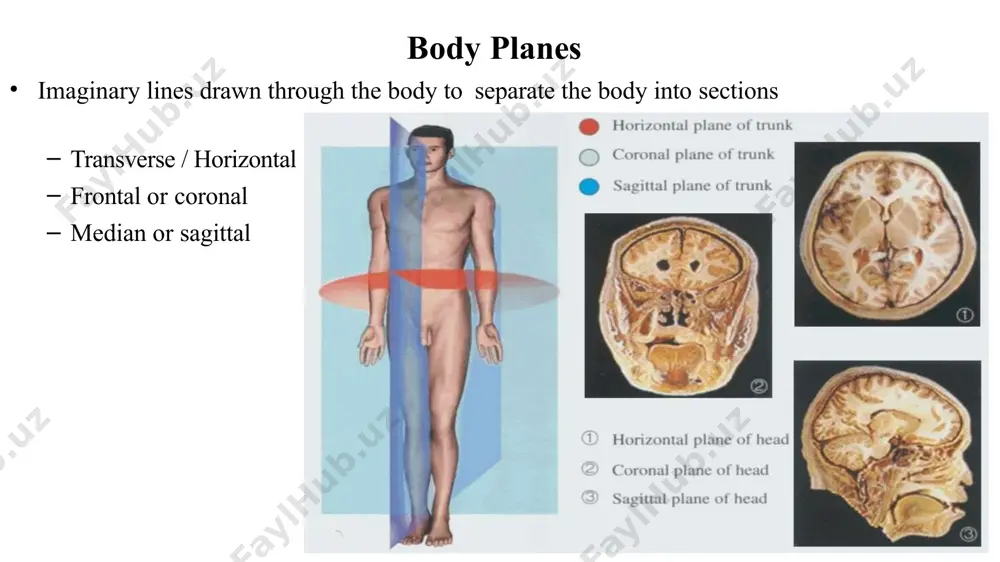 lar complex shape protect internal organs vertebrae, facial bones sesamoid small and round, embedded in tendons protect tendons from compressive forces patella parts of a long bone epiphysis distal proximal diaphysis metaphysis compact bone spongy bone articular cartilage periosteum endosteum medullary cavity trabeculae bone marrow red marrow and yellow marrow thank you ! image1.gif image2.gif image3.jpg image4.jpg image5.jpg image6.jpg image7.jpg image8.jpg image9.jpg image10.jpg image11.jpg image12.jpg image13.jpg image14.jpg image15.jpg image16.jpg image17.jpg image18.jpg image19.jpg image20.png image21.png image22.png image23.png image24.png image25.png image26.jpg image27.png image28.jpg image29.png /docprops/thumbnail.jpeg