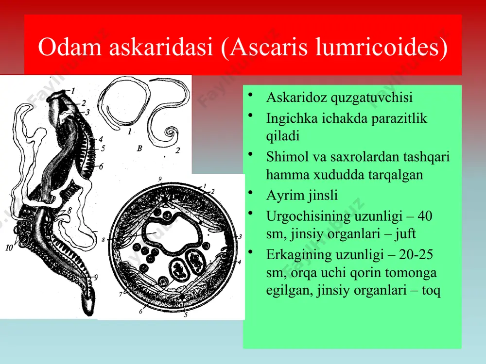 tibbiy gelmintologiya. yumaloq chuvalchanglar - odam parazitlari - Page 5