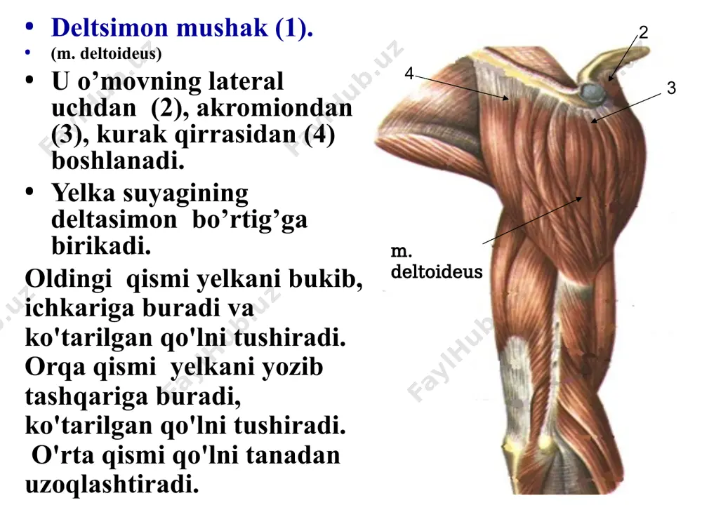 mushaklar - Page 5