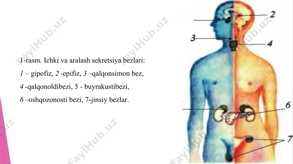. triotrop gormoni 1. somototrop gormoni 2. adrenokortikoid gormoni gipofiz bezining joylashuvi gipofiz bezi. no'xat shaklida, bosh miya ostki yuzasida joylashgan. og'irligi katta yoshli odamlarda 0,5-0,6g bo’ladi. bu bez qon tomirlari orqali bosh miya gipolalamusi bilan bog’langan. gipofiz gormonlari ko‘pchilik endokrin bezlariga ta’sir ko‘rsatadi. bezning somatotrop gormoni bo‘y o‘sishiga ta’sir qiladi. yosh bolalarda bu gormon ko‘p ishlab chiqarila boshlansa bo‘y o‘sib, gigantizm, kamroq ishlab chiqarilsa nanizm kelib chiqadi. katta yoshdagi odamlarda bu gormonning ko‘p ishlab chiqarilishi panja suyaklarining yo‘g‘onlashib, til va burun tez o‘sishi, ya’ni akromegaliyaga olib keladi. bezning adrenokortikoid gormoni buyrakusti bezi, tireotrop gormoni qalqonsimon bez, gonadotrop gormoni jinsiy bezlar ishini boshqaradi. 2. gipofiz bezi a - gipotalamusning tuzilishi: 1 - oldingi bo‘lagi, 2- o‘rta bo’lagi, 3 - keyingj bo'lagi; b - bosh miyada sekretsiya bezlarining joylashuvi: 4 - bosh miya yarimsharlari, 5 - epifiz, 6 - gipotalamus, 7 - gipofiz, 8 - oraliq miya. 1. o'sish gormoni-somatotrop gormoni …