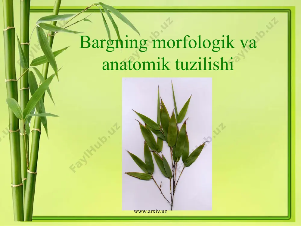 yoki qirqilgan bo‘lishi mumkin. agar barg plastinkasi o‘rta tomiriga nisbatan 3/1 qismi qirqilgan bo‘lsa, bo‘lakli barg (лопастной лист) deyiladi: chinor, anjir, g‘o‘za, terak, dub barglari. agar barg plastinkasi bundan ham chuqurroq qirqilgan bo‘lsa, ammo o‘rta tomirigacha yetmagan bo‘lsa, kesik barg (раздельный лист) deyiladi. mas:qoqio‘t,jag‘-jag‘. agar barg plastinkasi o‘rta tomirigacha qirqilgan bo‘lsa, ajralganbarg (рассеченный лист) deyiladi. mas: pomidor, kartoshka. barg plastinkasining cheti tekis qirrali (сельнокрайный)yoki tishsimon (зубчатий) arrasimon (пилчатий) yoki o‘yiqsimon (городчатий) bo‘lishi mumkin. www.arxiv.uz www.arxiv.uz barg plastinkasi har xil shaklda:ninasimon, chiziqsimon, lansetsimon, yuraksimon, buyraksimon, tuxumsimon, nayzasimon, strelkasimon va boshqa bo‘lishi mumkin. barg plastinkasi har xil kattalikda bo‘ladi. mas: gruziyada o‘suvchi pterium barg nixoyat darajada katta bo‘ladi. odam bemalol ko‘rpa qilib ustiga yopsa bo‘ladi. barg poyaga xar xil ravishda o‘rnashadi. ba’zi o‘simliklarning bargi poyada ketma-ket (очередной, спиральный) mas: tol, terak barglari. barg poyada qarama-qarshi(суппоритный) o‘rnashgan mas: labsimongullilar oilasiga kiradigan o‘simliklar, yalpiz, shalfey. ba’zi o‘simliklarning bargi poyada xalqasimon ravishda (mutovchatiy)joylashgan. sambitgul o‘simligining …