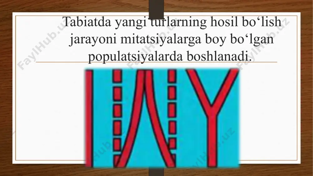 a, o‘zaro bog‘liq bo‘lgan genlar, xromosomalar majmuasini buzib, yangi genofondini vujudga keltirish orqali amalga oshadi. tur paydo bo‘lishining tiplari ikki xil yo‘nalishda kechadi allopatrik yoki geograﬁ k tur paydo bo‘lishi. simpatrik yoki ekologik tur paydo bo‘lishi. tur paydo bo‘lishining birinchi turida geograﬁk to‘siqlarning paydo bo‘lishi, ikkin chi turida reproduktiv to‘siqlarning paydo bo‘lishi populatsiyalar o‘rtasida genlar almashinuvining to‘xtashiga sabab bo‘ladi. a – allopatrik tur paydo bo‘lishi; b – simpatrik tur paydo bo‘lishi. *allopatrik yo‘nalish yoki geograﬁ k alohidalanish bilan tur paydo bo‘lishi. tur areali kengayganda yoki yirik geologik jarayonlar: qit’alarning surilishi, tog‘ hosil bo‘lishi, suv to‘siqlari natijasida bir nechta alohidalashgan populatsiyalar paydo bo‘ladi. populatsiyalardagi irsiy o‘zgarishlar, yashash uchun kurash va tabiiy tanlanish natijasida asta-sekin populatsiyalardagi gen tarkibida farq paydo bo‘la boshlaydi. bu jarayon yangi tur hosil bo‘lishiga olib keladi. qirg‘ovullarning xiva yettisoy murg‘ob kavkaz manjur yapon kenja turlari xuddi shu yo‘l bilan kelib chiqqan. galapagos orollaridagi tog‘ vyuroklari ham har bir …
