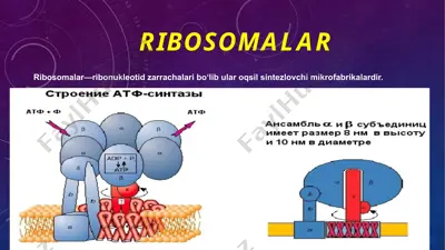 ribosomalar — PPTX