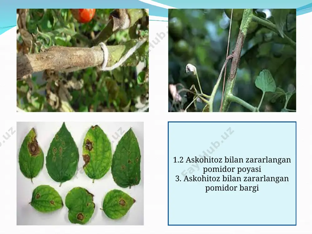 t maydonlariga keng tarqalib, sezilarli darajada zarar keltira boshlagan. pomidor kuyasi – asosan pomidor (lycopersion esculentum), kartoshka (solanum tuberosum), baqlajon (s.melongena), ituzum (s. nigrum), yovvoyi pomidor (lycopersion hirsutum) va tamaki (nicotiana glaucha) ekinlarini zararlaydi. bu hasharotning kapalagi asosan kechqurun harakatlanadi. kapalagining uzunligi 8-10 mm bo‘lib, qanotlari kulrang yaltiroq, old tomonida qora dog’lar joylashgan. urg’ochi kapalak o‘simlik bargining ostki, ustki va o‘suv nuqtalariga 260 tagacha tuxum qo‘yadi. tuxumi och sariq bo‘lib, 0,36-0,22 mm keladi. tuxumdan chiqqan qurtlar oqish kulrang, bosh qismi qoramtir bo‘ladi. qurtlari 4 yoshni o‘tab g’umbakka aylanadi. birinchi yosh qurt 1,0 mm, 4- yosh qurt esa 7-8 mm kattalikda bo‘ladi. havo haroratiga qarab qurtlar 13-15 kunda tuproq va g’ovak orasiga g’umbakka ketadi. bir yilda 6-12 martagacha avlod berib ko‘payadi. o‘zbekiston o‘simliklarni g’imoya qilish ilmiy-tadqiqot institutida laboratoriya sharoitida olingan dastlabki ma’lumotlar bo‘yicha pomidor kuyasining bitta avlodi uchun (23-250s) o‘rtacha 25 kun vaqt kerak bo‘ladi. pomidor kuyasi bargning (bir tekisda) parenxima …