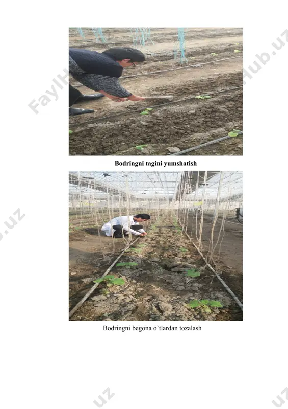 rda faol qatnashdim. 2023 yil 21-23 fevral kunlari agropro expo markazida tashkil qilingan, “ qishloq xo’jaligi ko’rgazma va forumi”da kursdoshim qarshiyev jo’rabek bilan faol qatnashdik. tadbir davomida tashakkurnoma va sertifikatlar bilan taqdirlandik. amaliyotdan lavhalar ilmiy tadqiqot tajriba sinovlari uchun olib borilgan ishlar bodringni tagini yumshatish bodringni begona o`tlardan tozalash issiqxonada amaliyot davomida bodringning gullash jarayoni kasallangan barg amaliyot davomida issiqxonada limon hosildorligi kuzatish jarayoni amaliyot davomida xo’jalikda mavjud kartoshka holatini kuzatish ilmiy tadqiqot ish davomida ilmiy rahbarim dotsent xalmirzayev bahrom bilan birgalikda ilmiy mavzuyim yuzasidan 1 xorijiy jurnalga xalqaro maqola chop etilgan va respublika jurnalga 1 ta maqola, 3 ta tezis maqolalar tayyorlanib chop etilishda. tajribada barcha agrotexnologik tadbirlar, kuzatish, o’lchash, tahlil va hisoblashlar umum qabul qilingan butun rossiya o’simlikshunoslik institut (вир), o’zbekiston sabzavot-poliz ekinlari va kartoshkachilik ilmiy tadqiqot institut (узнииобкик) «sabzavotchilik, polizchilik va kartoshkachilikda tajribalar o’tkazish metodikasi» (b.j.azimov, b.b.azimov, 2002), sabzavot xo’jaligi ilmiy tadqiqot instituti (нииох) uslubi hamda tavsiyalari …